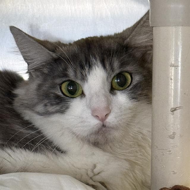 Empanada - Domestic Long Hair