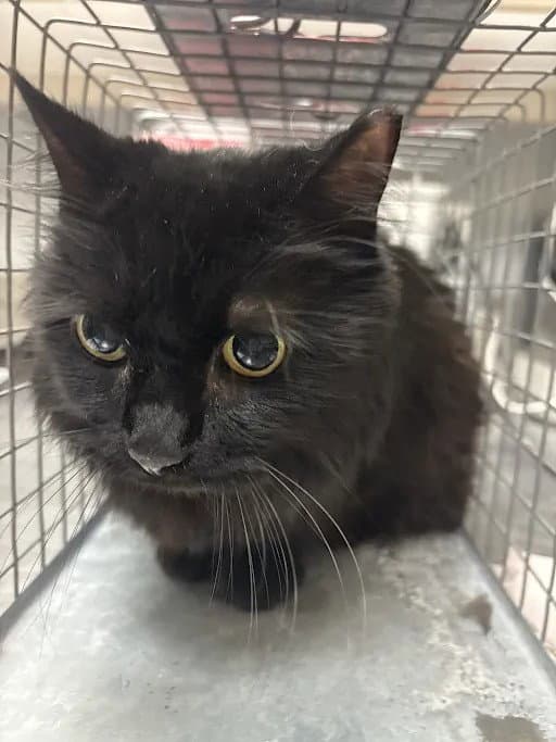 Midnight - Domestic Long Hair