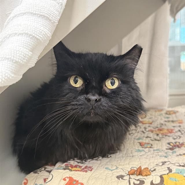 Midnight - Domestic Long Hair