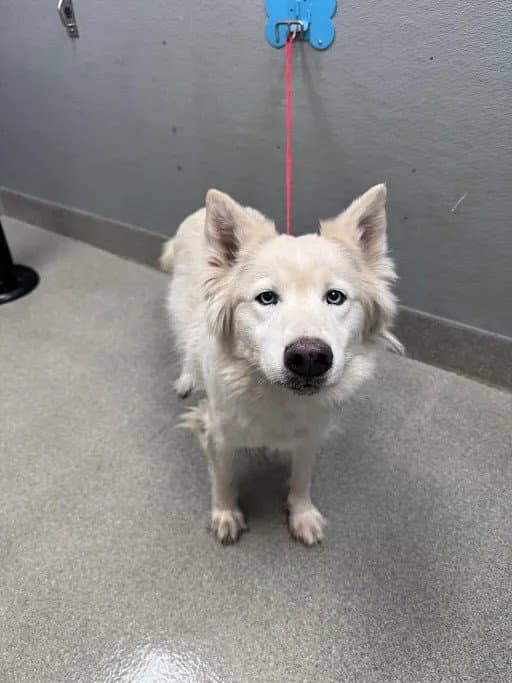 Ice - Siberian Husky