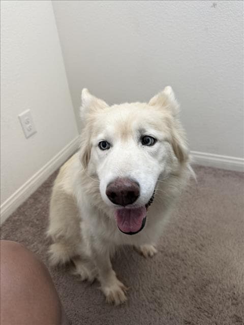 Ice - Siberian Husky