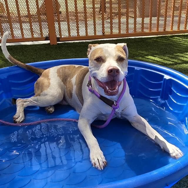 Lady - Pit Bull Terrier