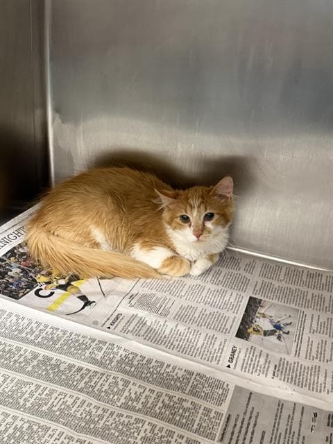 Creamsicle - Domestic Short Hair