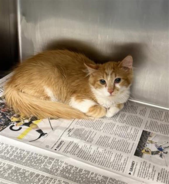 Creamsicle - Domestic Short Hair