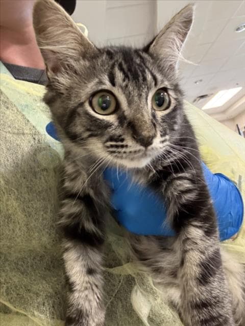 Jackson - Domestic Short Hair