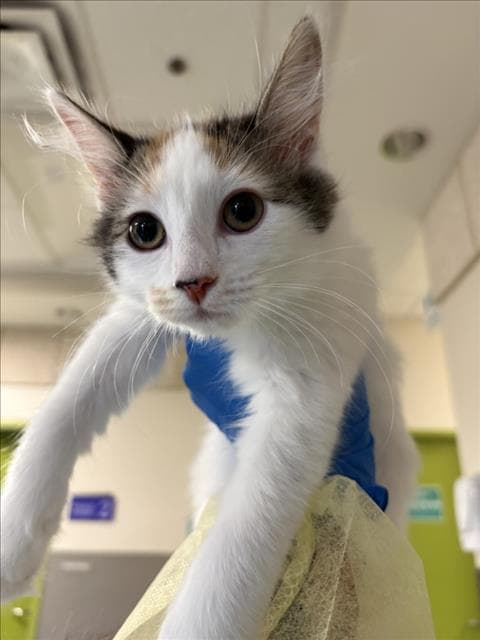 Hannah - Domestic Short Hair