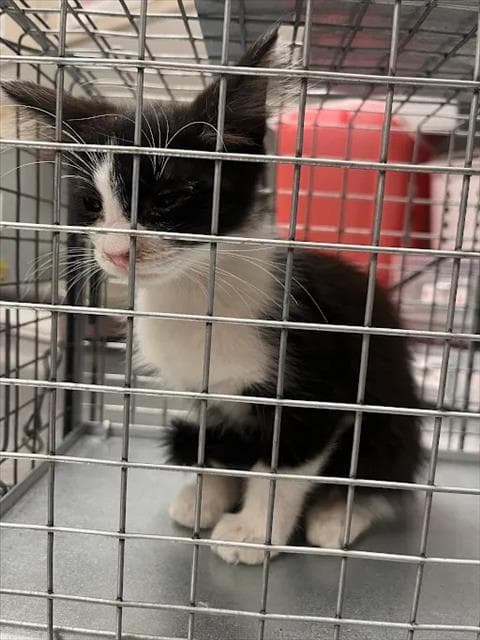 Georgina - Domestic Short Hair