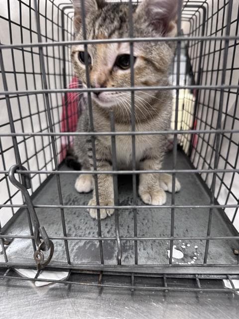 Porter - Domestic Short Hair