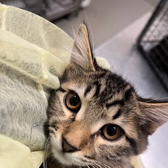 Biscoff - Domestic Medium Hair