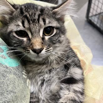 Cookies N Cream - Domestic Medium Hair