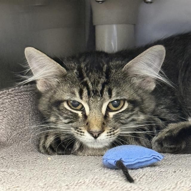 Cookies N Cream - Domestic Medium Hair