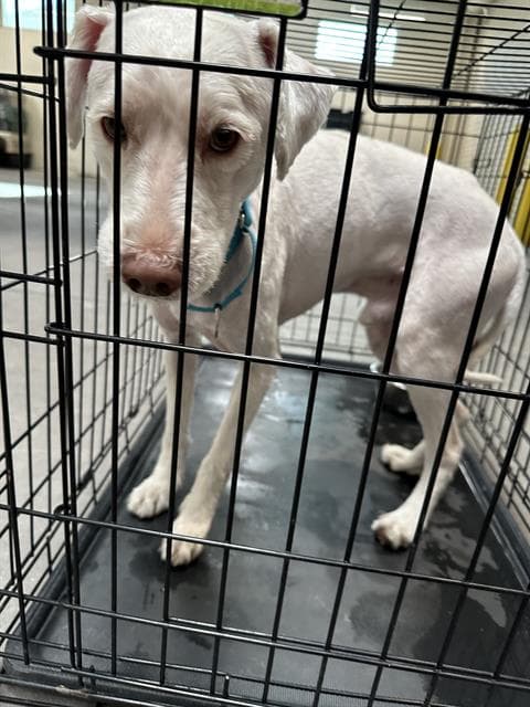 Casper - Poodle (Miniature)