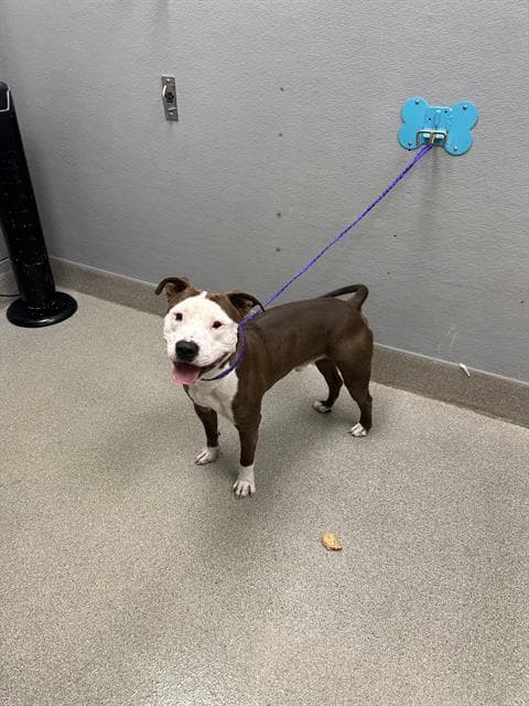 Joker - Pit Bull Terrier