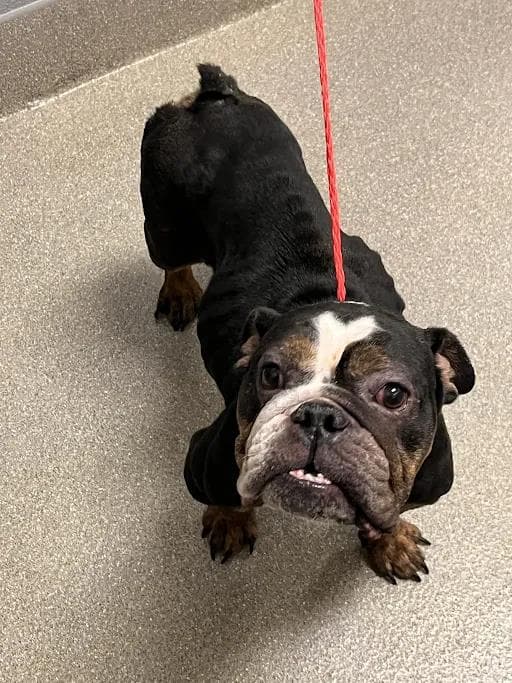 Henrietta - English Bulldog