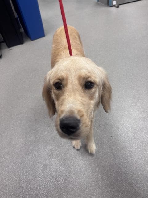 Sally - Golden Retriever
