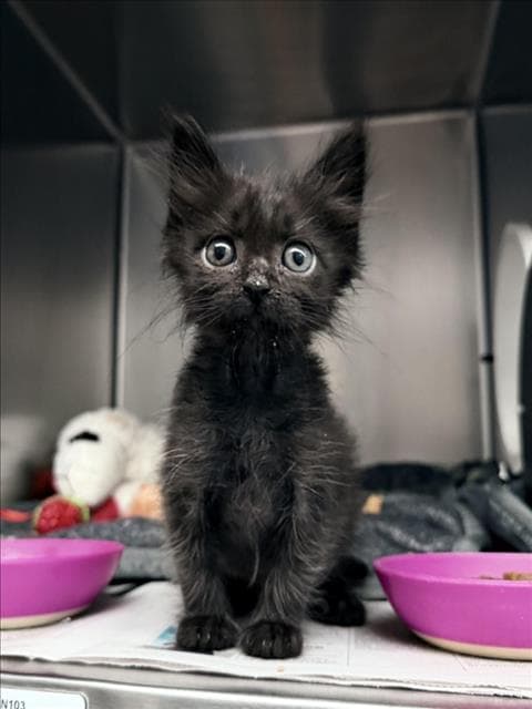 Yaris - Domestic Short Hair