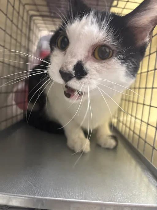 Oreo - Domestic Short Hair