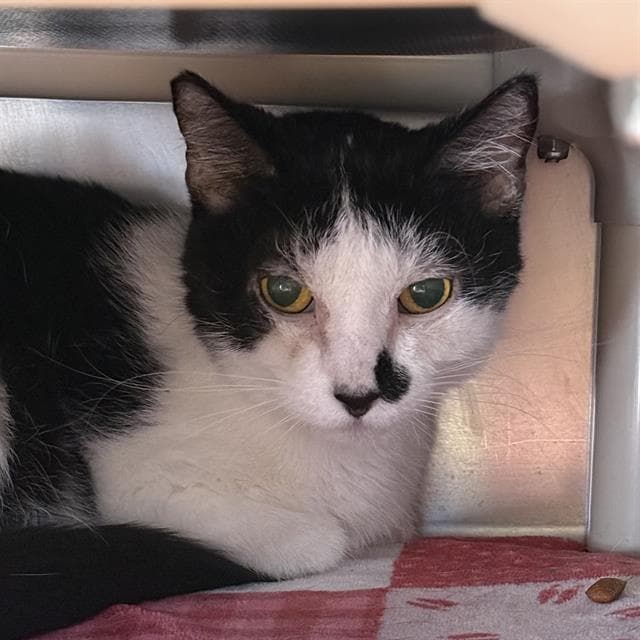 Oreo - Domestic Short Hair