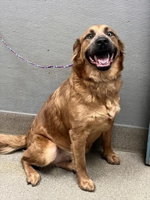 Coco - Golden Retriever