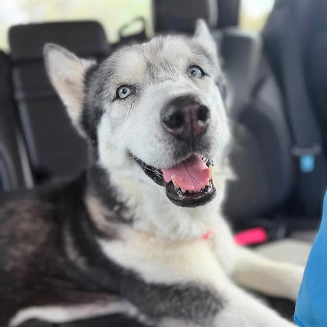 Mina - Siberian Husky