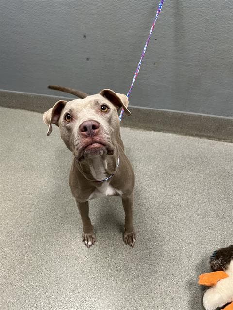 Posey - Pit Bull Terrier