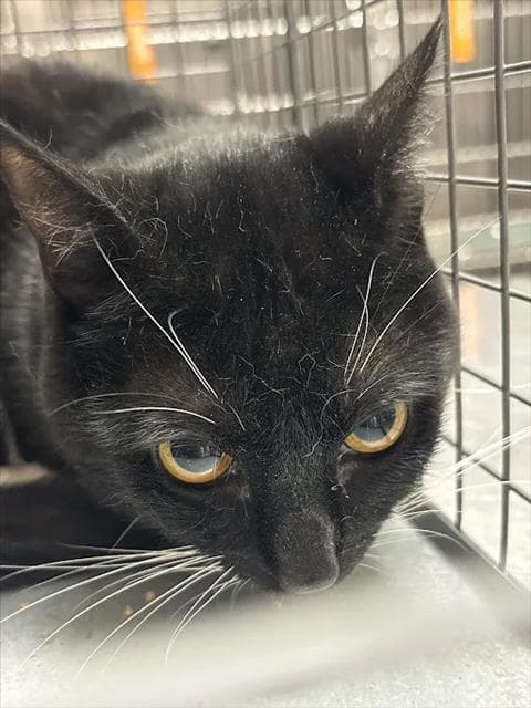 Tux - Domestic Short Hair