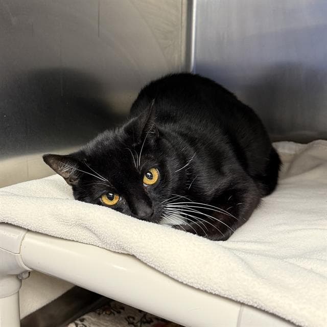 Tux - Domestic Short Hair
