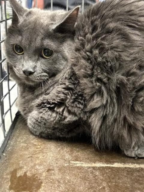 Blue Berry Pie - Domestic Long Hair