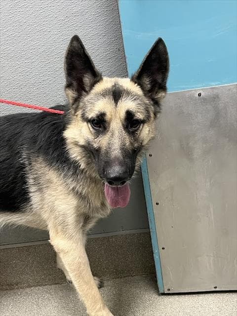 Nix - German Shepherd Dog