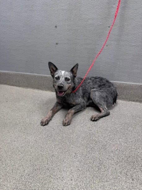 Lobster - Australian Cattle Dog/Blue Heeler
