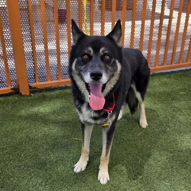 Sparky - German Shepherd Dog