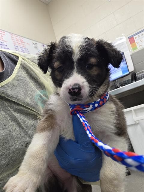 Moonlight Jelly - Collie