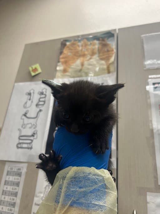 Mauga - Domestic Short Hair