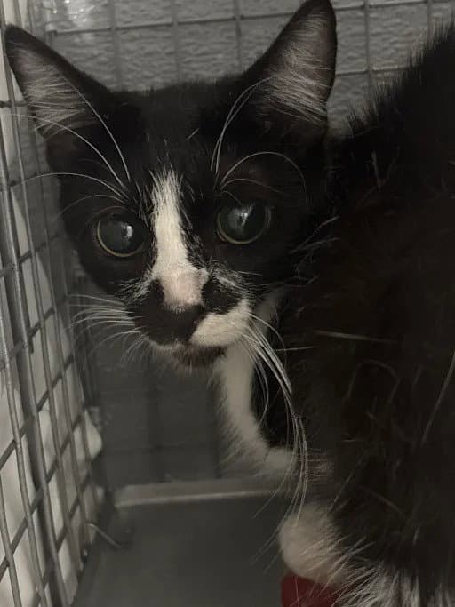 Maggie - Domestic Short Hair