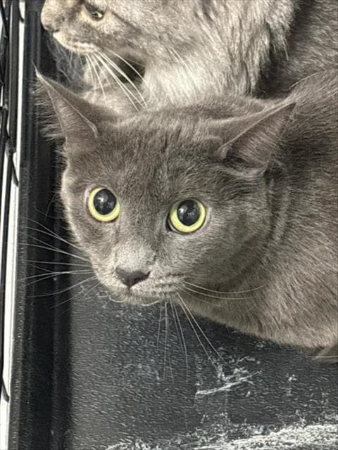 Pixel - Domestic Short Hair
