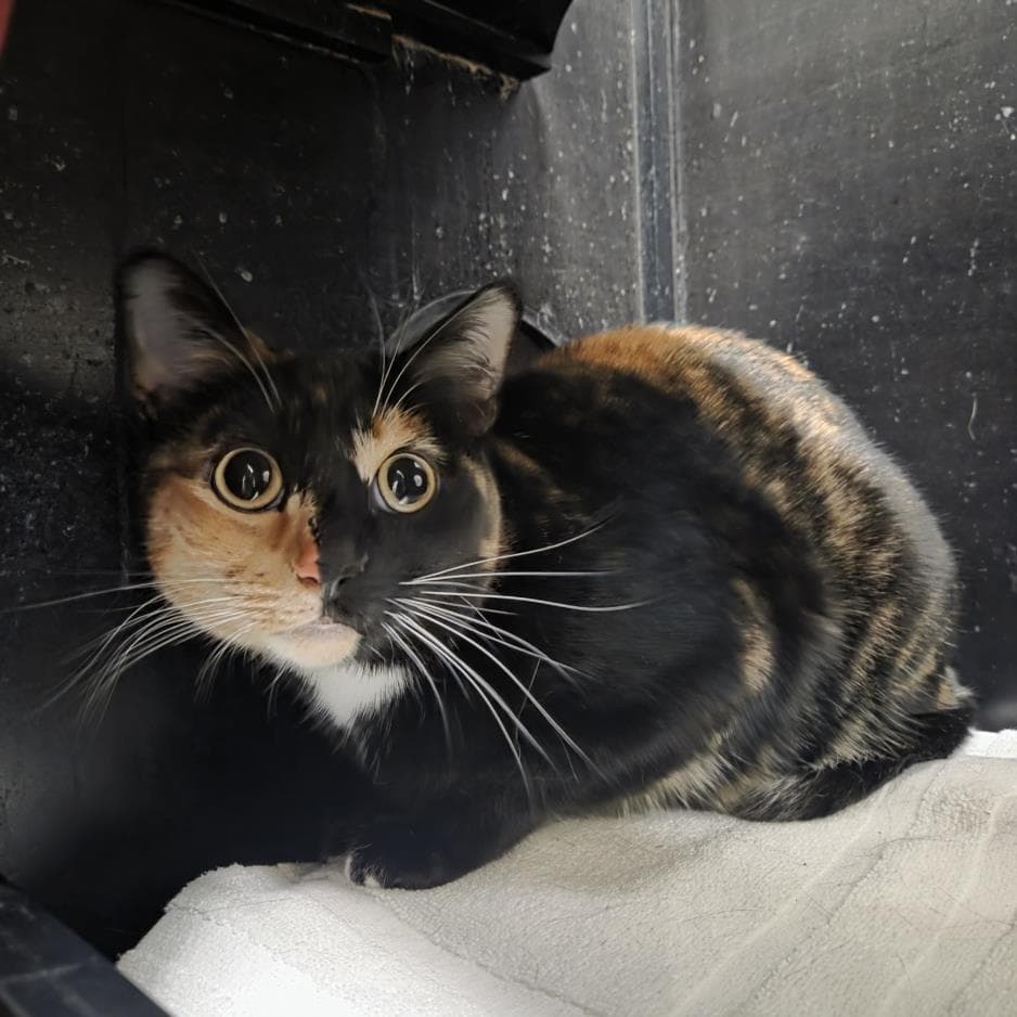 Suki - Domestic Short Hair