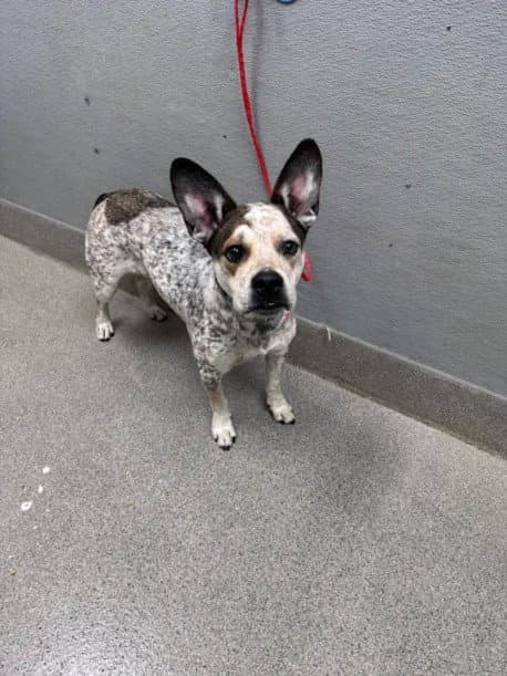 Obi Marble - French Bulldog