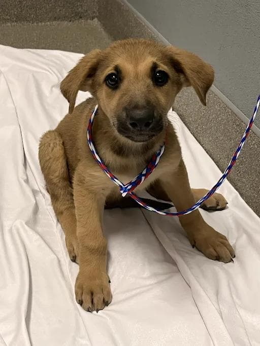 Sarah Jessica Barker - German Shepherd Dog
