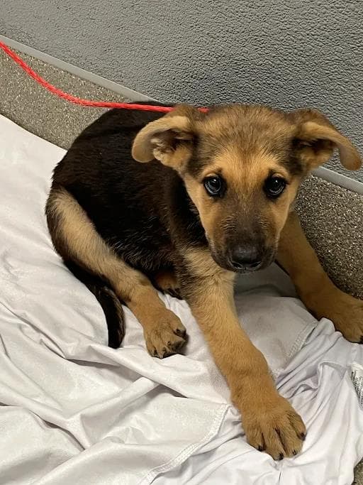 Bark Wahlberg - German Shepherd Dog