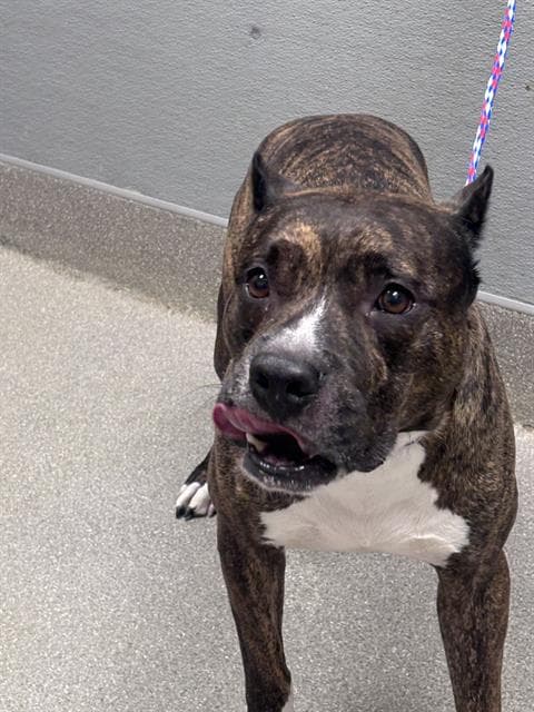 Johnny - Pit Bull Terrier