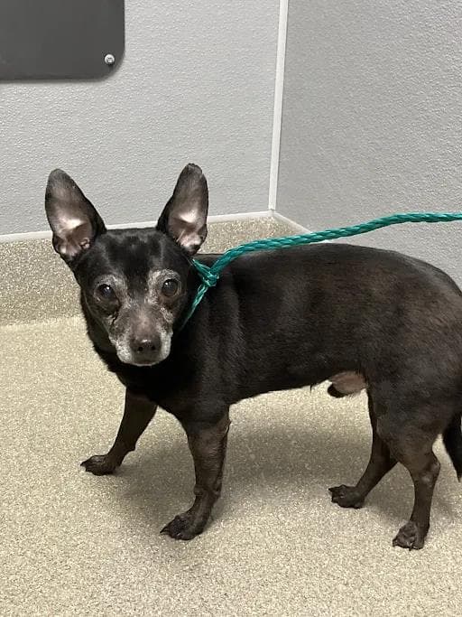 Tereus - Chihuahua