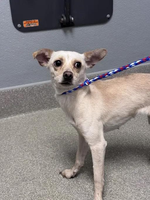 Susie - Chihuahua