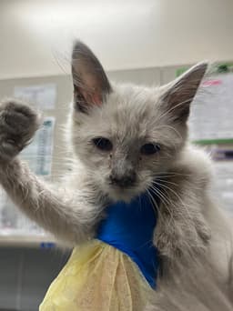 Meowly Cyrus image 1