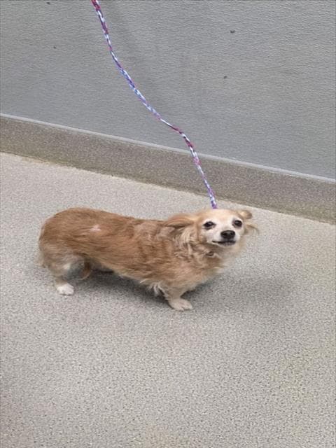 Morena - Chihuahua