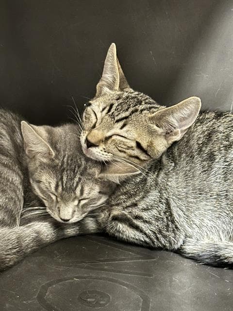 Cleocatra - Domestic Short Hair