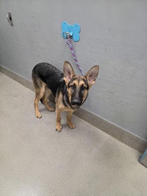 Lucky - German Shepherd Dog
