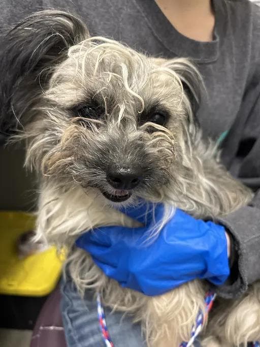 Sam Merlotte - Terrier