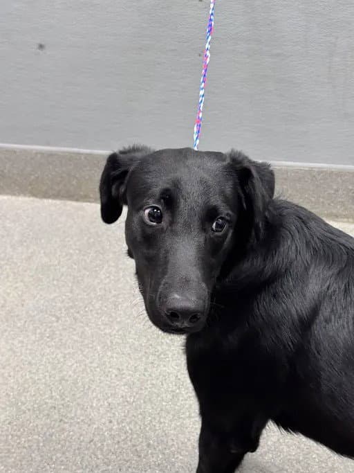 Jake - Labrador Retriever