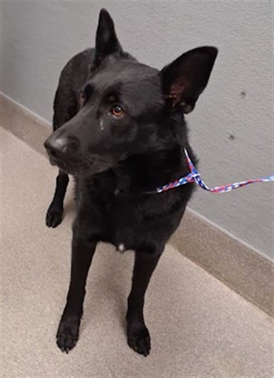 Honeydew - German Shepherd Dog