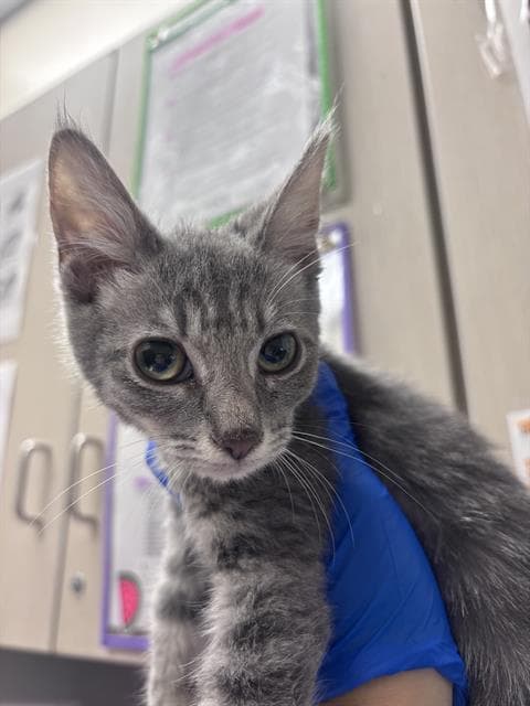 Luna - Domestic Short Hair